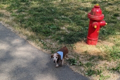 Dachshund-by-hydrant-scaled