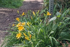 Yellow-flowers-scaled