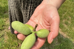 Holding-paw-paw-fruit